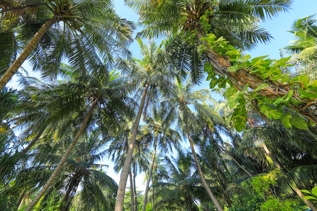 palmiers sur une île tropicale