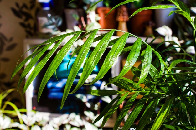 Photo les palmiers d'intérieur chrysalidocarpus lutescens areca les plantes de décoration de la maison les plantes d'air