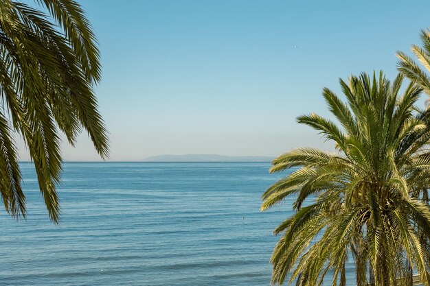 Palmiers en journée ensoleillée sur fond bleu mer et ciel