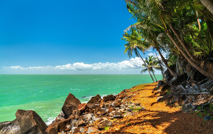 Photo des palmiers le long de la côte de l'île saint-joseph, l'une des îles du salut en guyane française, en amérique du sud.