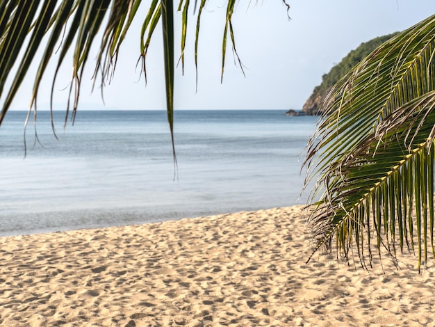 Des palmiers et une magnifique plage de sable blanc