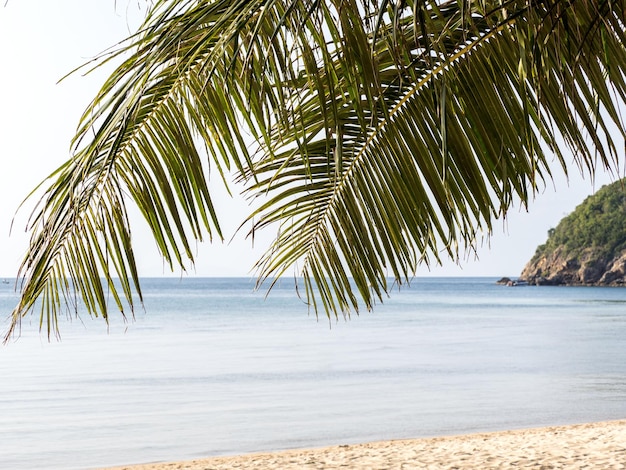 Photo des palmiers et une magnifique plage de sable blanc
