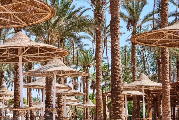 Palmiers sur une mer de plage. Saison touristique