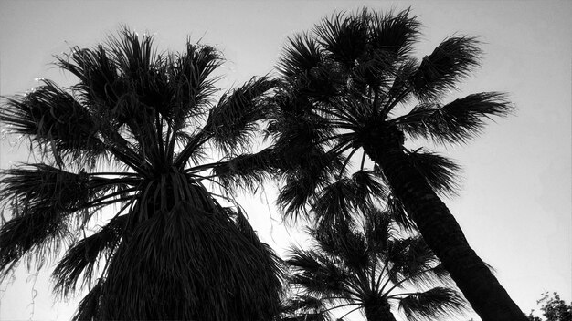 Photo des palmiers noirs et blancs au soleil