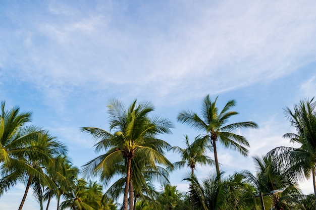 Palmiers de noix de coco avec fond de concept été coucher de soleil ciel et nuages.