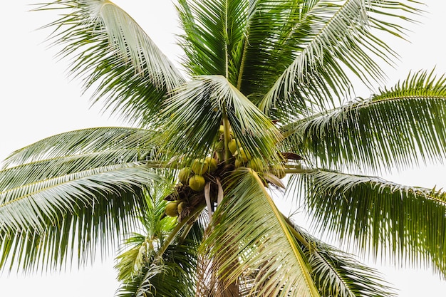 Palmiers avec noix de coco sur la plage.