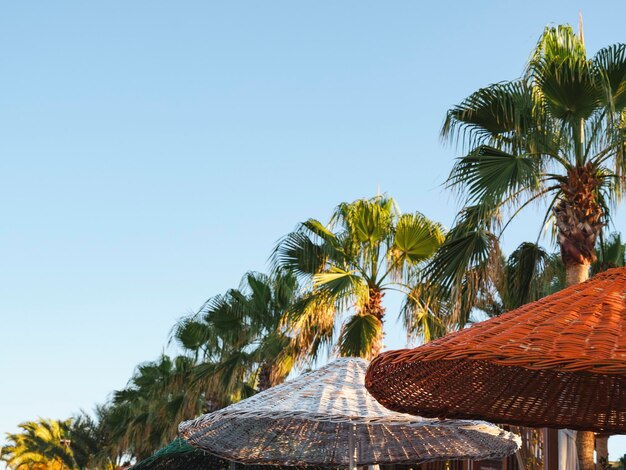 Palmiers et parasols sur la plage