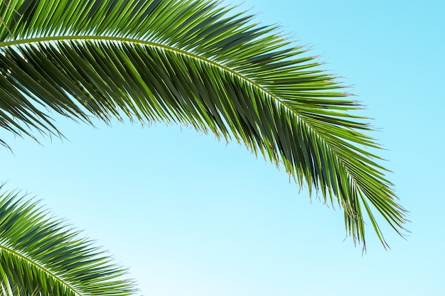 Des palmiers parfaits contre un beau ciel bleu