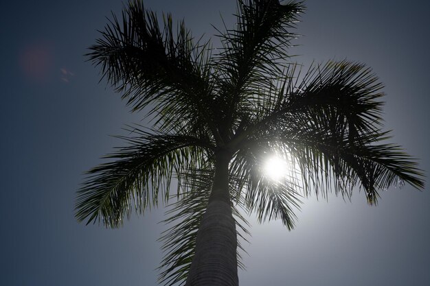 Palmiers sur la paume du ciel bleu au paysage de palmiers de cocotier de la côte tropicale