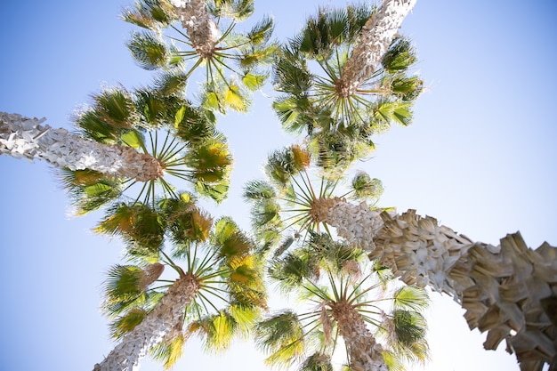 Palmiers pendant une journée avec vue dégagée sur le ciel d'été d'en bas