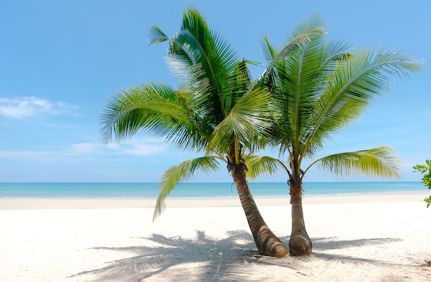 Palmiers sur la plage blanche sans paradis