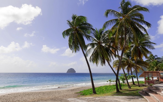 Les palmiers sur la plage des Caraïbes Martinique