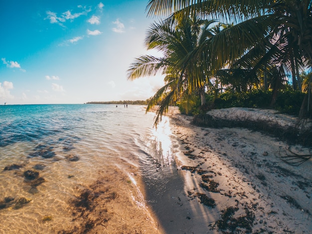 Palmiers sur la plage des Caraïbes