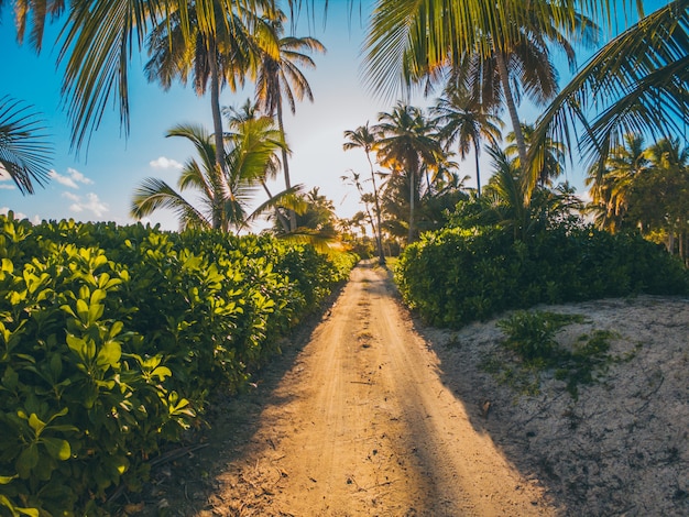 Palmiers sur la plage des Caraïbes