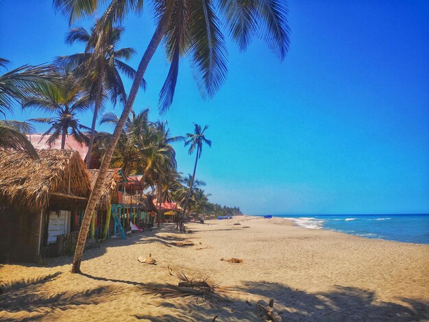 Des palmiers sur la plage contre un ciel bleu clair guachacha santa marta colombie