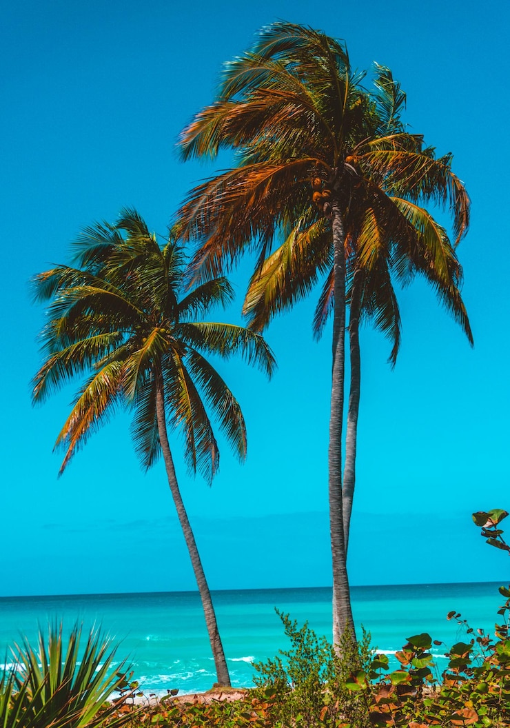 Photo des palmiers sur la plage contre le ciel bleu