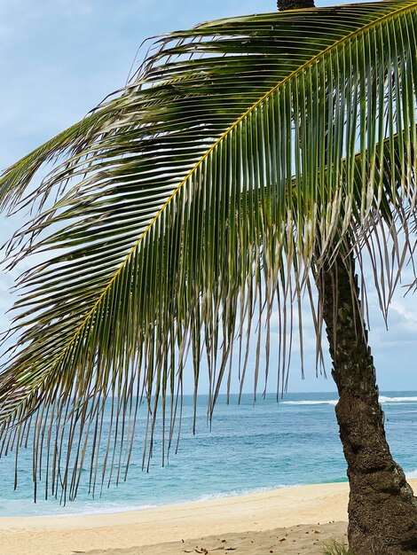 Des palmiers sur la plage contre le ciel