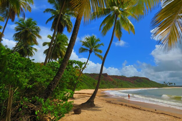 Photo des palmiers sur la plage contre le ciel