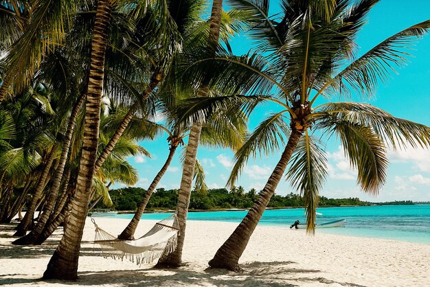 Photo des palmiers sur la plage contre le ciel