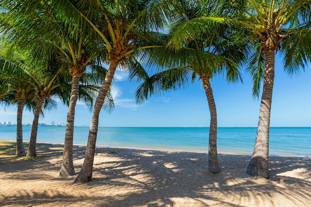 Photo des palmiers sur la plage contre le ciel