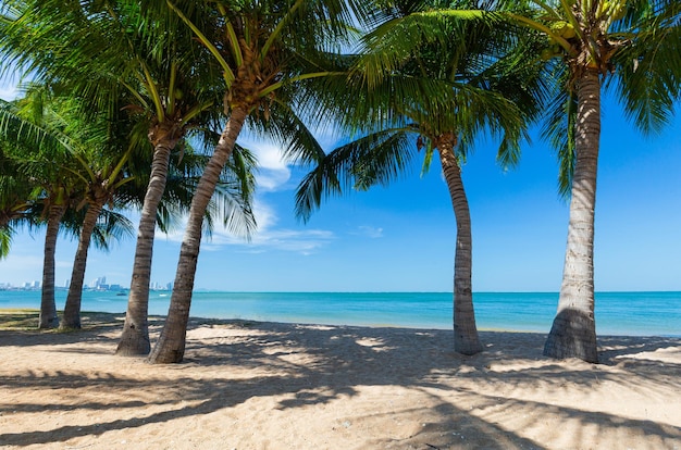 Des palmiers sur la plage contre le ciel