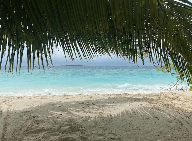 Palmiers de plage des Maldives