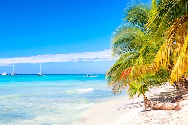 Palmiers sur la plage tropicale des Caraïbes