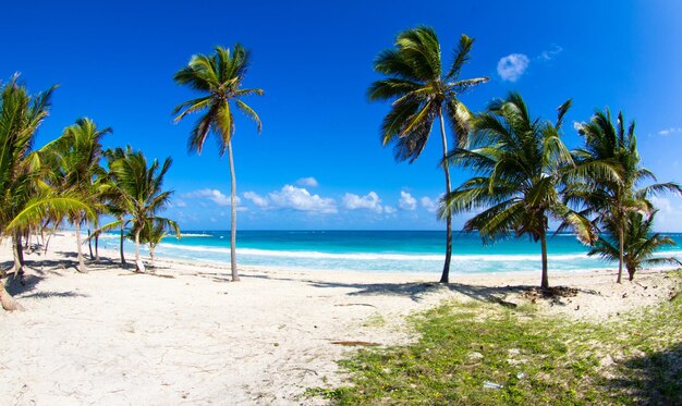 Palmiers sur la plage tropicale