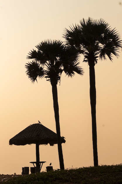 Photo palmiers de plage