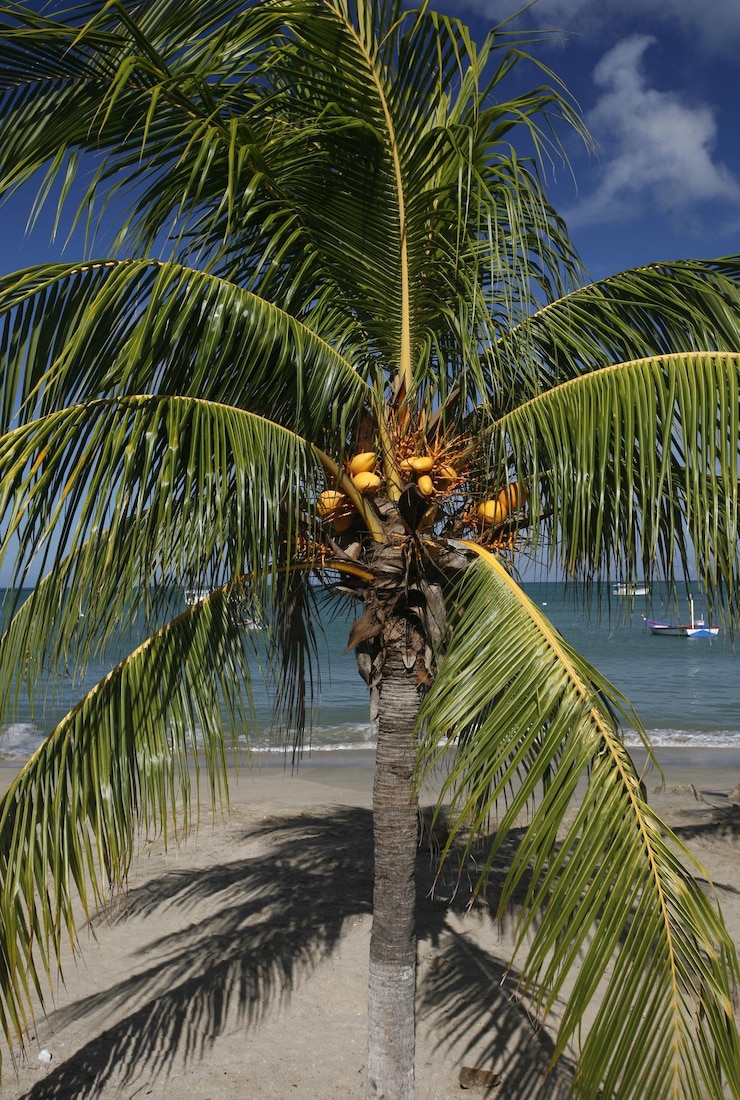 Photo des palmiers poussent sur la plage.