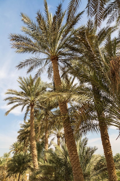 Des palmiers près de la nécropole de Saqqara au Caire, en Égypte