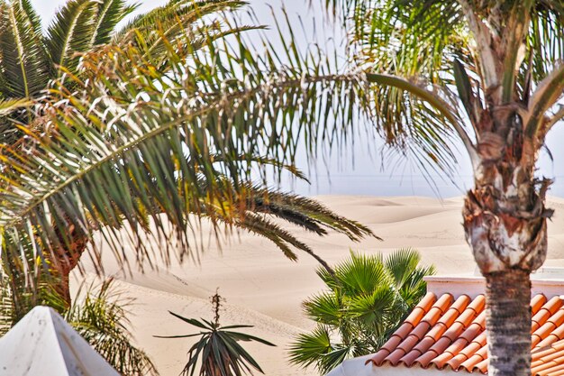 Photo des palmiers près de la piscine