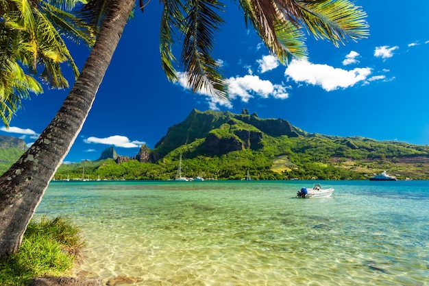 Photo palmiers sur le rivage de l'océan à moorea à tahiti