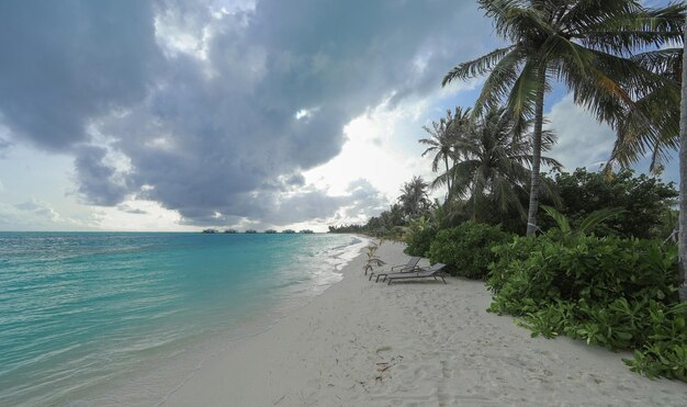 palmiers sur le sable blanc d'une île tropicale