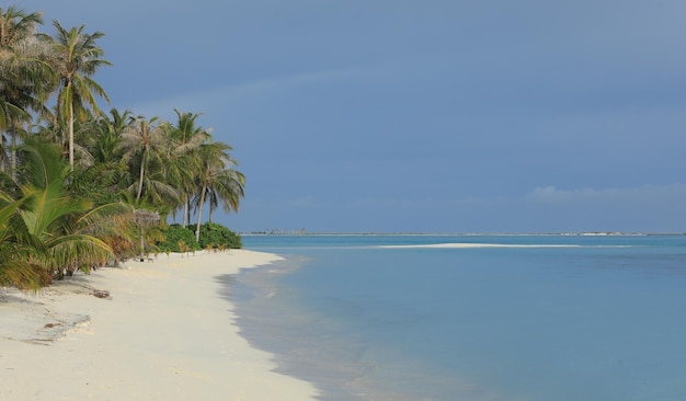 palmiers sur le sable blanc d'une île tropicale