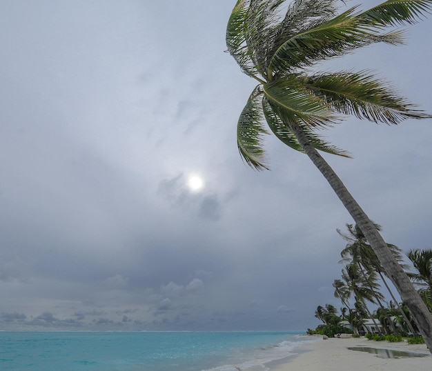 palmiers sur le sable blanc d'une île tropicale