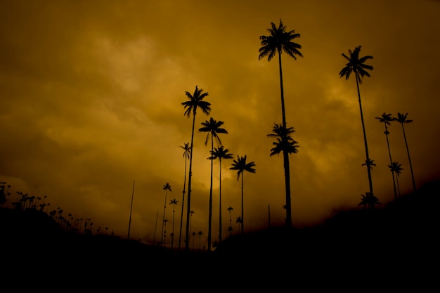 palmiers silhouette coucher de soleil en Colombie