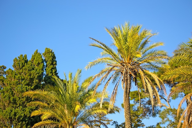 Palmiers sous un ciel bleu en Sardaigne Italie