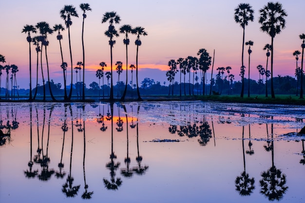 Palmiers à sucre sur la rizière au lever du soleil en Thaïlande