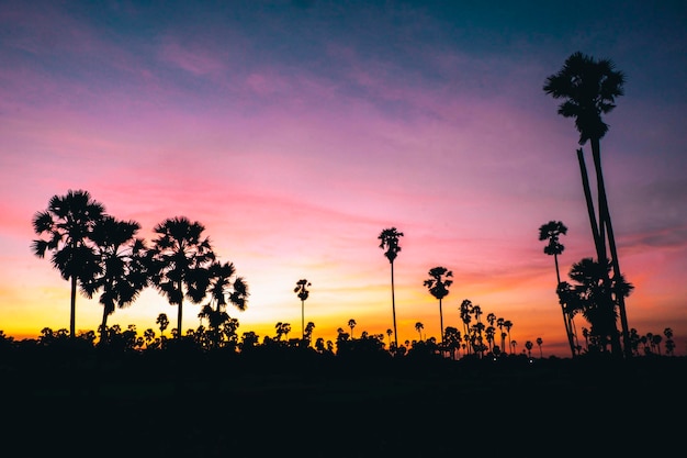 Palmiers à sucre silhouette sur rizière en Thaïlande au coucher du soleil