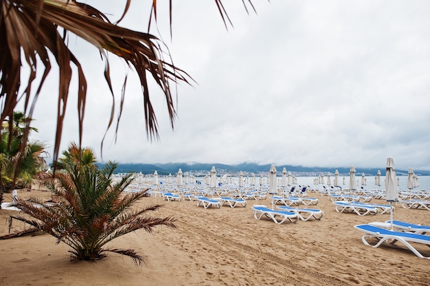 Palmiers à Sunny Beach sur la mer Noire en Bulgarie. Vacances de voyage d'été.