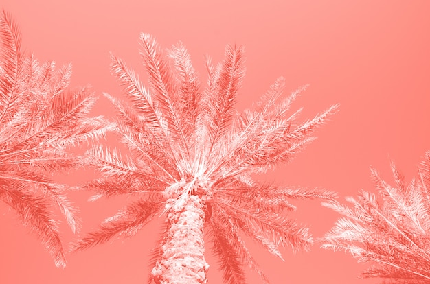 Palmiers tropicaux sur ciel de couleur corail. Concept d'été et de voyage.