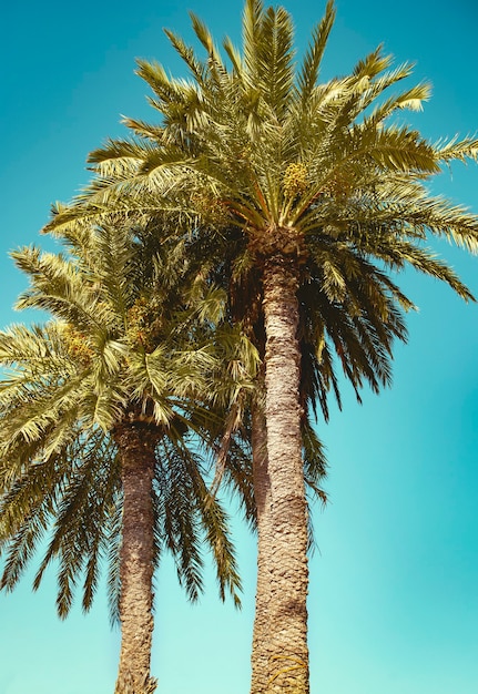 Un palmiers tropicaux contre le ciel bleu.