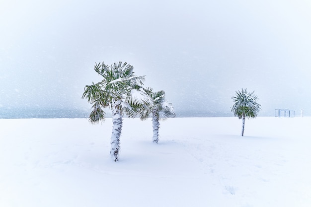 Palmiers tropicaux à feuilles persistantes recouverts de neige