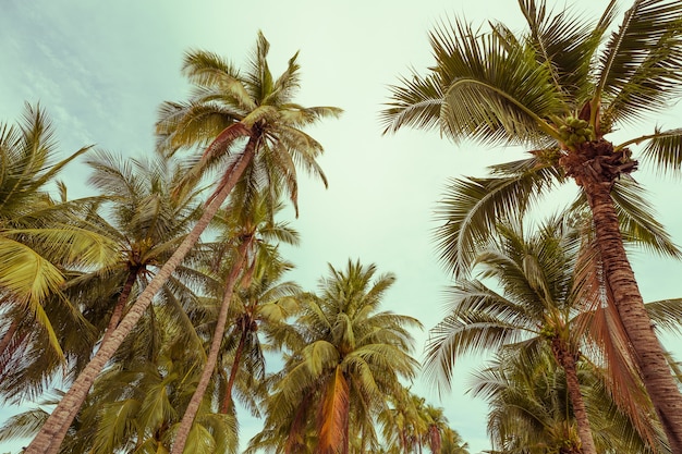 Palmiers tropicaux avec la lumière du soleil sur un ciel bleu vif