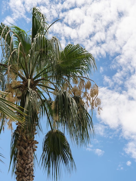 Photo palmiers verts et ciel bleu