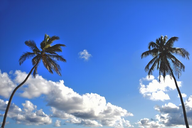 Palmiers verts contre le ciel bleu