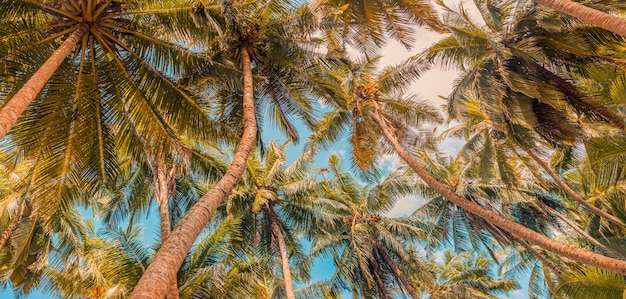 Palmiers verts contre ciel coucher de soleil. Forêt tropicale de jungle avec le ciel bleu lumineux, nature panoramique