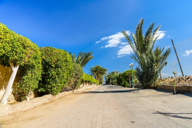 Palmiers verts le long de la route de la plage