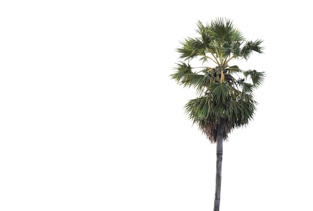 Palmyre palmier palmier à sucre palmier toddy isolé sur fond blanc objet flou